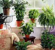 Top 10 korisnih biljke