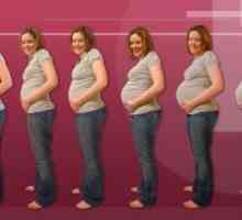 Tromjesečja trudnoće tjedan po tjedan