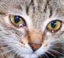 Mi mačić suzne oči - što učiniti?