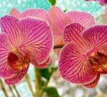 Briga za orhideje zimu