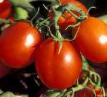 Ultrarannie sorti rajčice