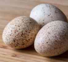 Patka jaja - koristi i štete