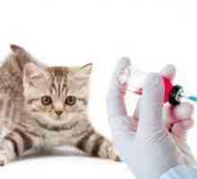 Cjepiva za mačke