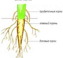 Vrste korijena i vrste sustava korijena