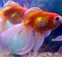 Vrste zlatne ribice