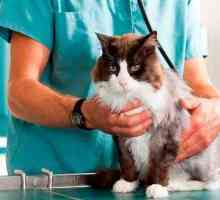 Virusne mačke peritonitis