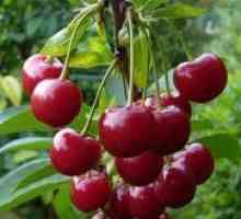 Cherry "griots bjeloruski"