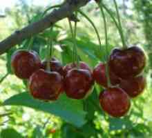 Cherry - korisna svojstva