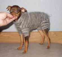 Pletene odjeće za pse s vlastitim rukama