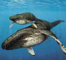 Svjetski dan kitova i dupina