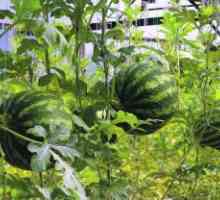 Uzgoj lubenice u stakleniku