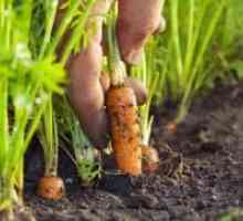 Uzgoj mrkve na otvorenom polju