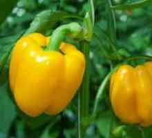 Uzgoj presadnica paprike