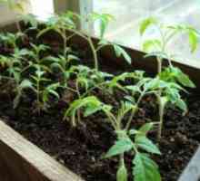 Uzgoj sadnica rajčice