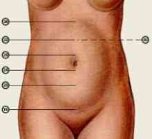 Visina maternice tijekom trudnoće
