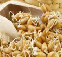 Pšenične klice - koristi i štete