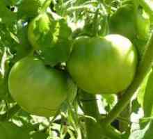 Zelenih rajčica - koristi i štete