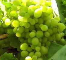 Zeleno grožđe - koristi i štete
