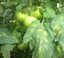 Žute mrlje na lišću rajčice u stakleniku