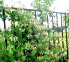 Perfoliate meda - sadnja i njega