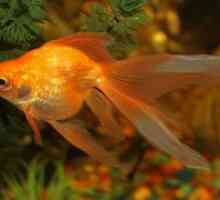 Zlatni akvarijske ribe - vrste