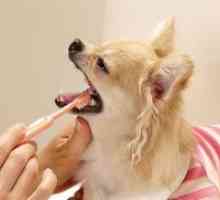 Pasta za zube za pse