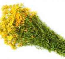 Gospina trava - ljekovita svojstva i kontraindikacije