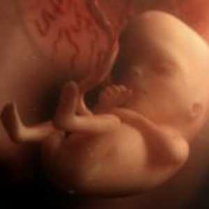 12 Tjedna trudnoće - fetalni veličina