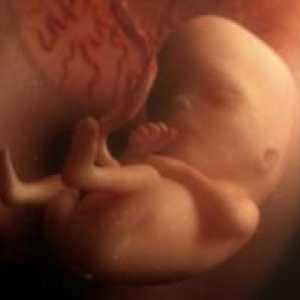 14 Tjedna trudnoće - fetalni veličina