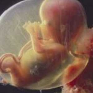 17 Tjedna trudnoće - fetalni veličina