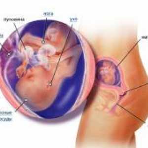 18 Tjedna trudnoće - što se događa?