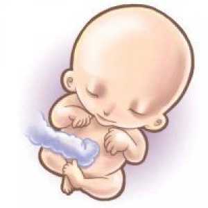 18 Tjedna trudnoće - fetalni razvoj