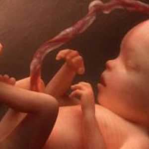 19 Tjedna trudnoće - fetalni veličina