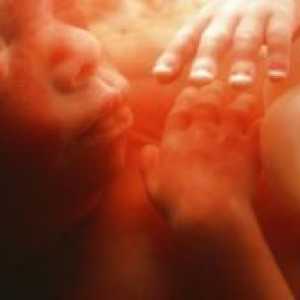 22 Tjedna trudnoće - fetalni razvoj