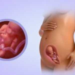 24 Tjedana trudna - što se događa?