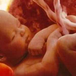 31 Tjedna trudnoće - fetalni masa