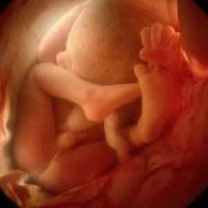 36 Tjedna trudnoće - što se događa?