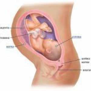 36 Tjedana trudnoće - fetalni pokreti