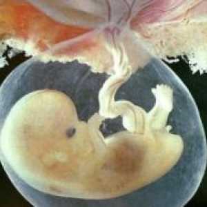 7 Tjedna trudnoće - fetalni veličina