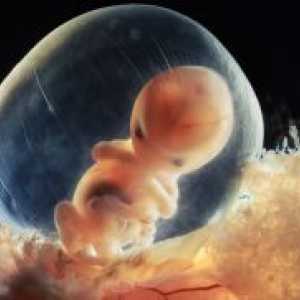 8 Tjedana trudnoće - fetalni veličina