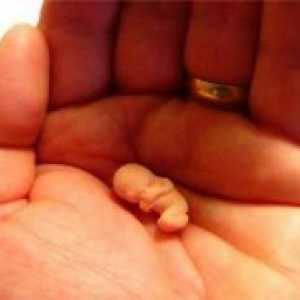 9. Tjedna trudnoće - fetalni veličina