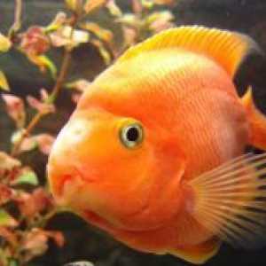 Akvarij riba papagaj - Kompatibilnost