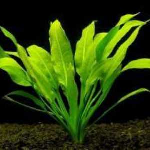 Akvarij biljka Lemongrass