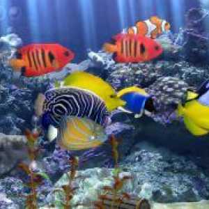 Akvarij riba: njegu i održavanje