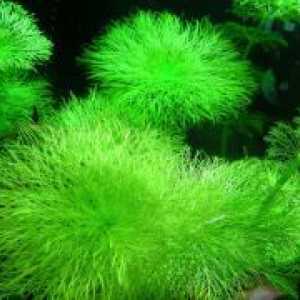 Akvarij alge