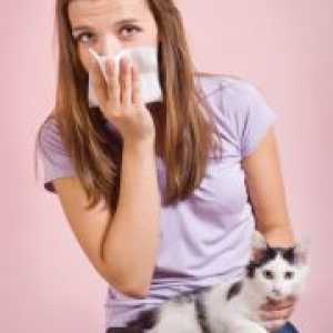 Alergičan na mačke - Simptomi
