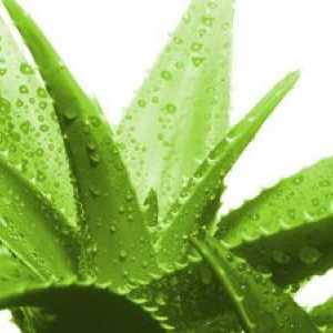 Aloe - prirodni biostimulant