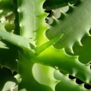 Aloe - reprodukcija