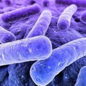 Anaerobne bakterije