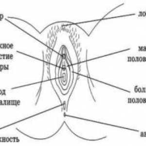 Anatomija ženskih reproduktivnih organa